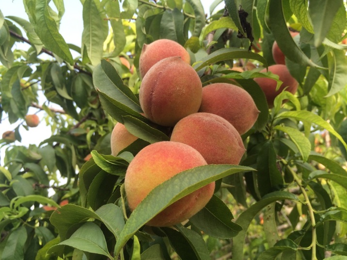 fruit production (Peaches) dadar company