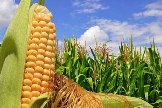 production dadar company (corn farm)
