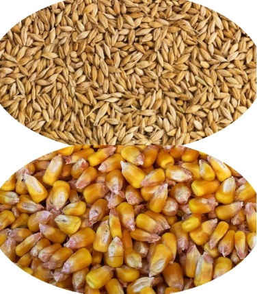 corn barley dadar company