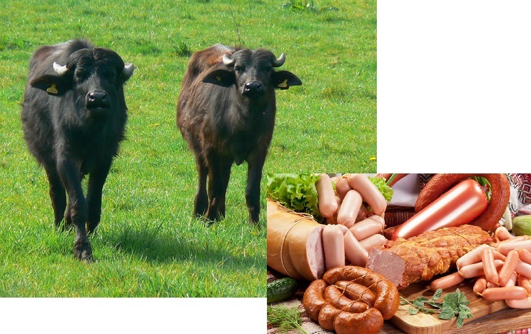 Indian buffalo - Processed meat products - dadar company